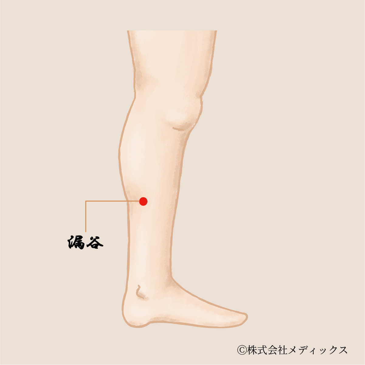 【漏谷】腰痛と下肢の不調を改善する重要なツボ