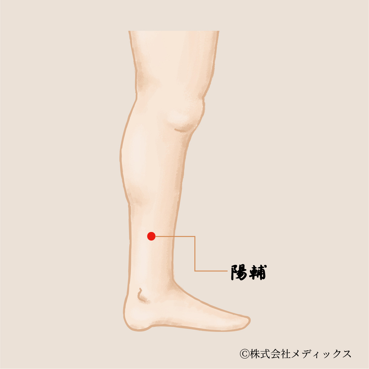 【陽輔】下肢の不調を整える重要なツボ