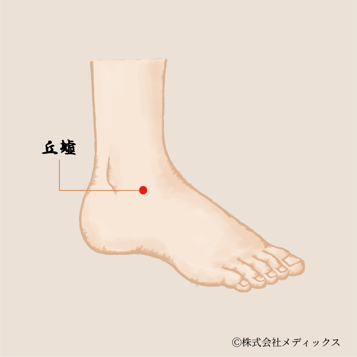 【丘墟】足の不調を改善する重要なツボ