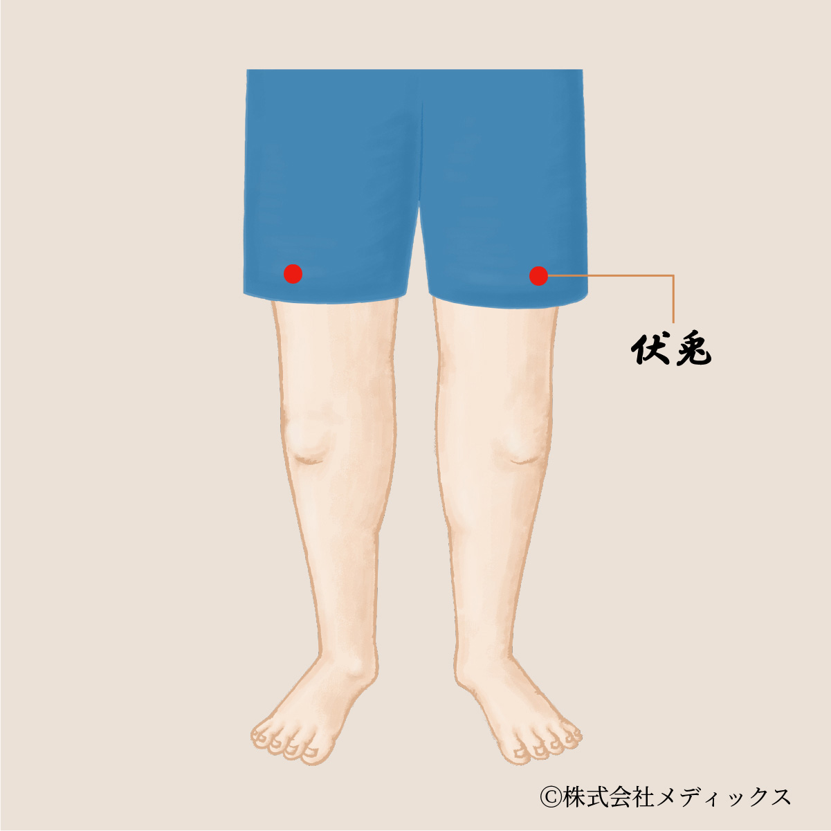 【伏兎】太もも前面の疲れとコリを解消する重要なツボ