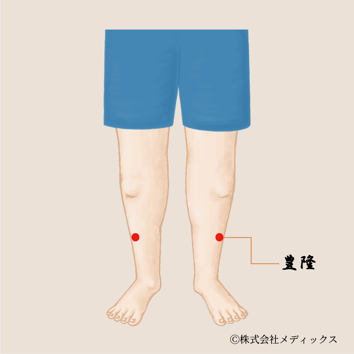 【豊隆】胃腸の調子を整える重要なツボ