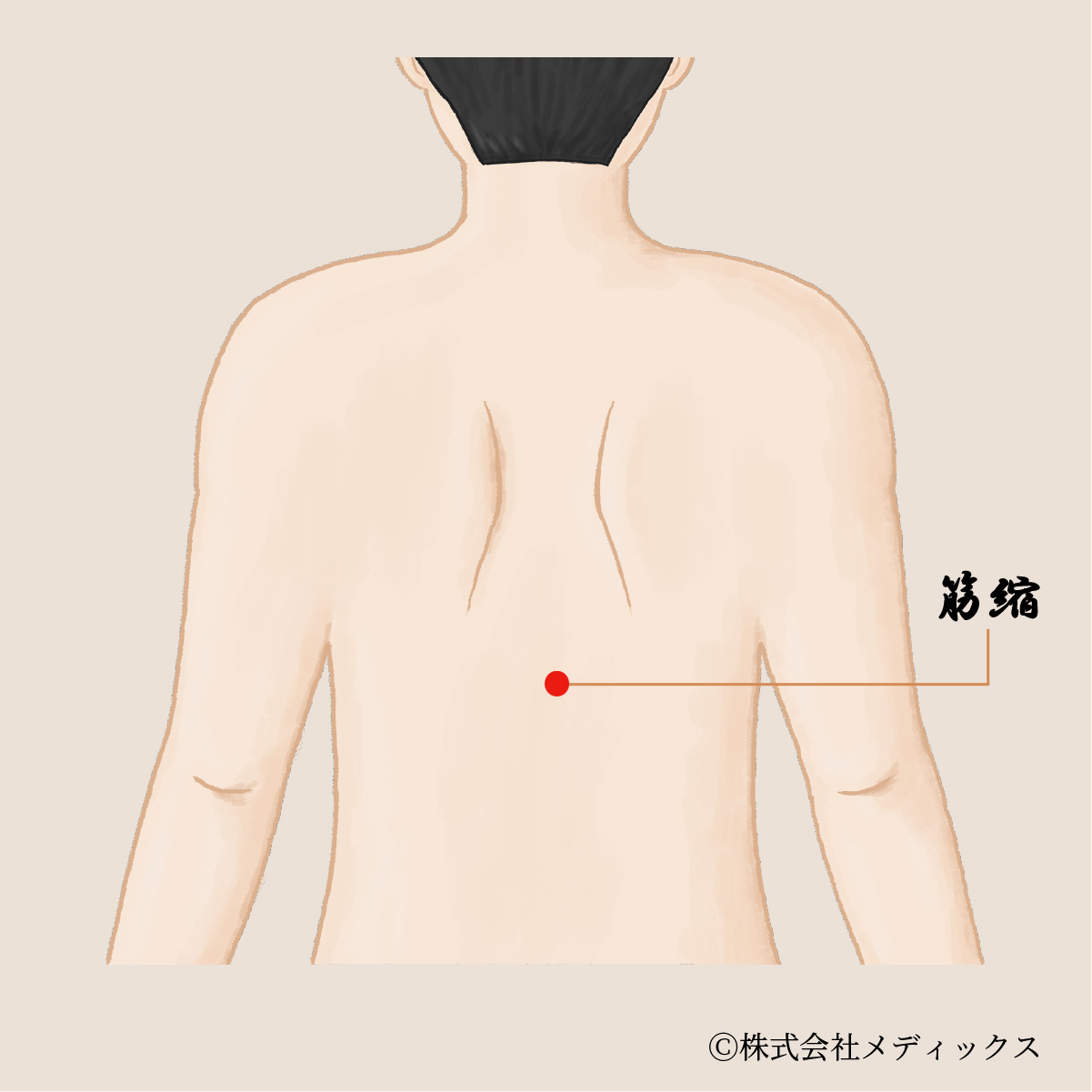 【筋縮】自律神経の乱れを整える背中の重要なツボ