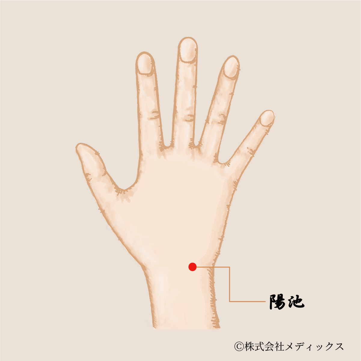 【陽池】手首の痛みやストレス緩和に効果的なツボ