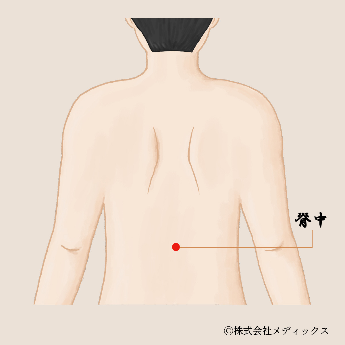 【脊中】消化器系と肩こりを改善する背中の重要なツボ