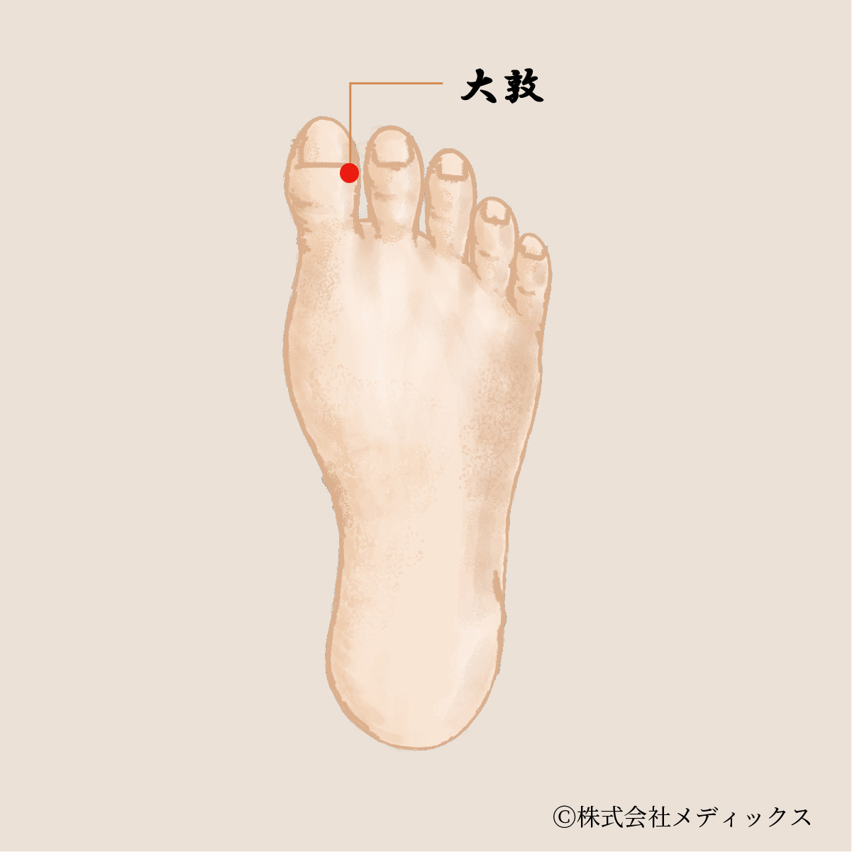 【大敦】肝経の末端、気の巡りを整える重要なツボ