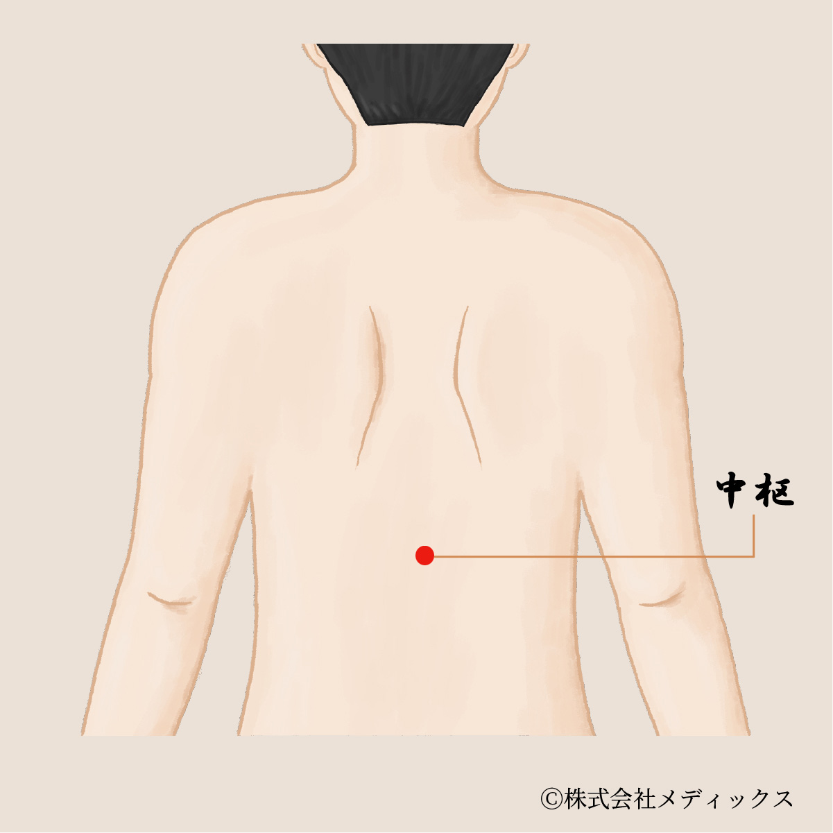 【中枢】胃腸の調子を整える背中の重要なツボ