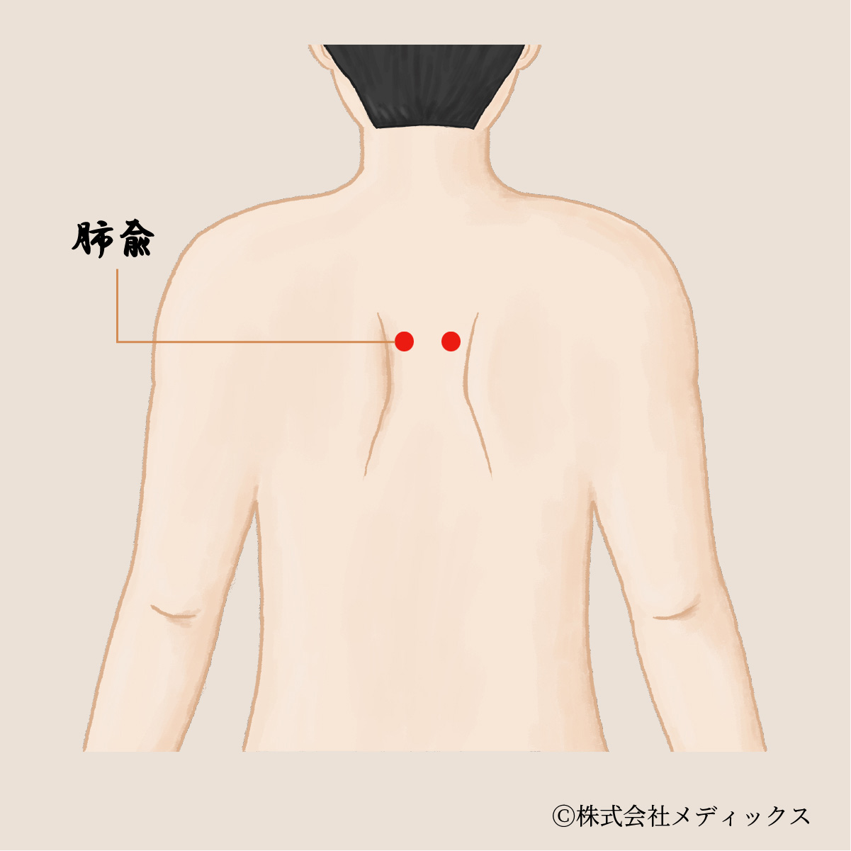 【肺兪】呼吸器系の健康を支える重要なツボ