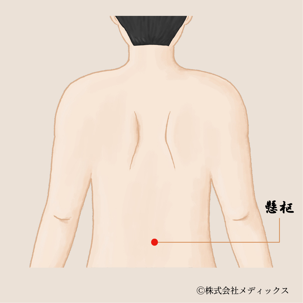 【懸枢】足腰の強化と小顔効果をもたらす腰の重要なツボ