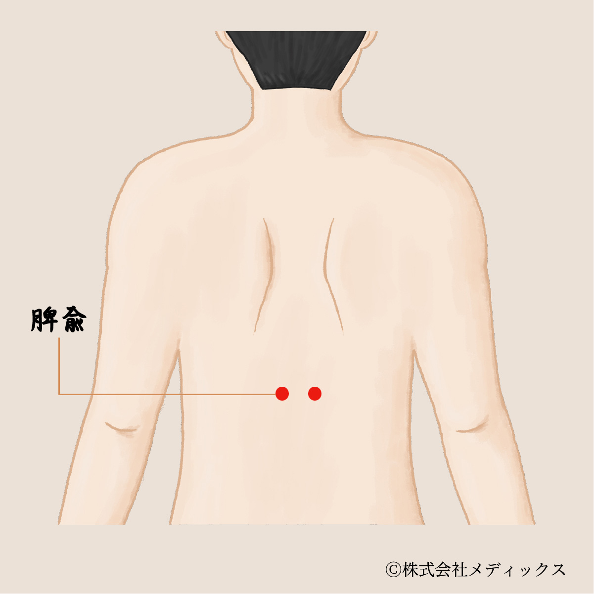 【脾兪】消化器系の健康を支える重要なツボ