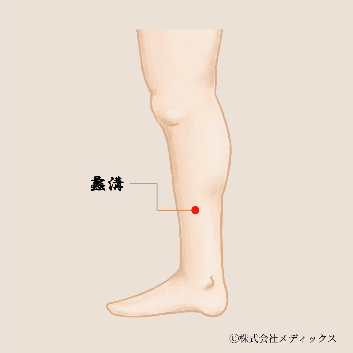 【蠡溝】生理痛や下半身の不調を改善する重要なツボ