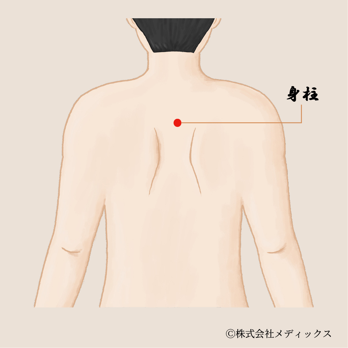 【身柱】背骨の要として全身を支える重要なツボ