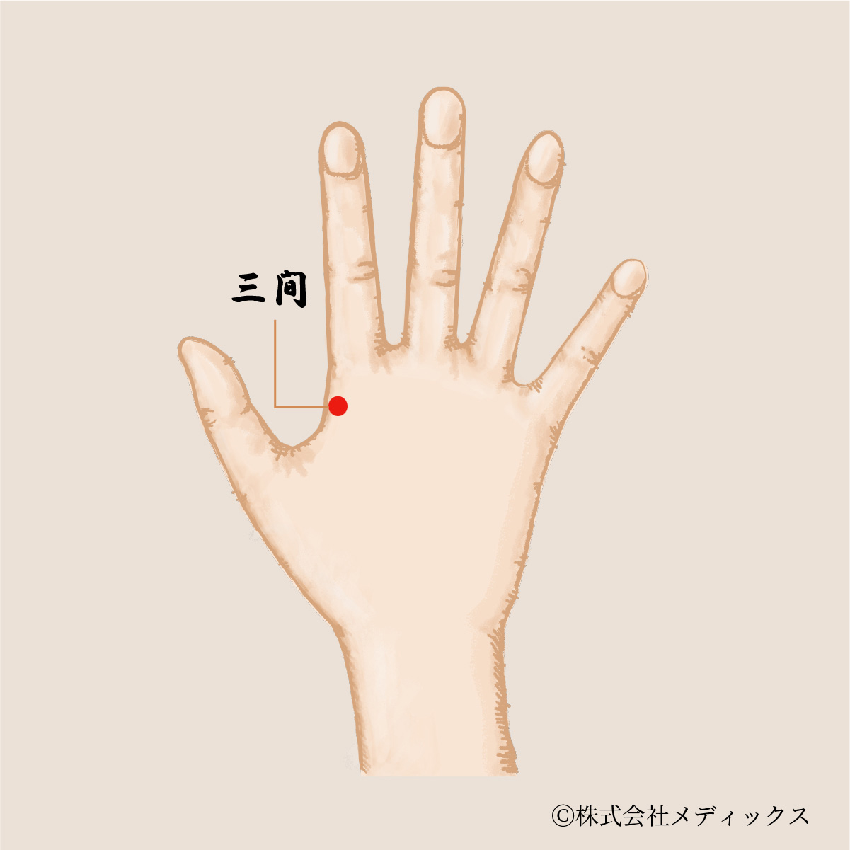 【三間】手の陽明大腸経の重要なツボ