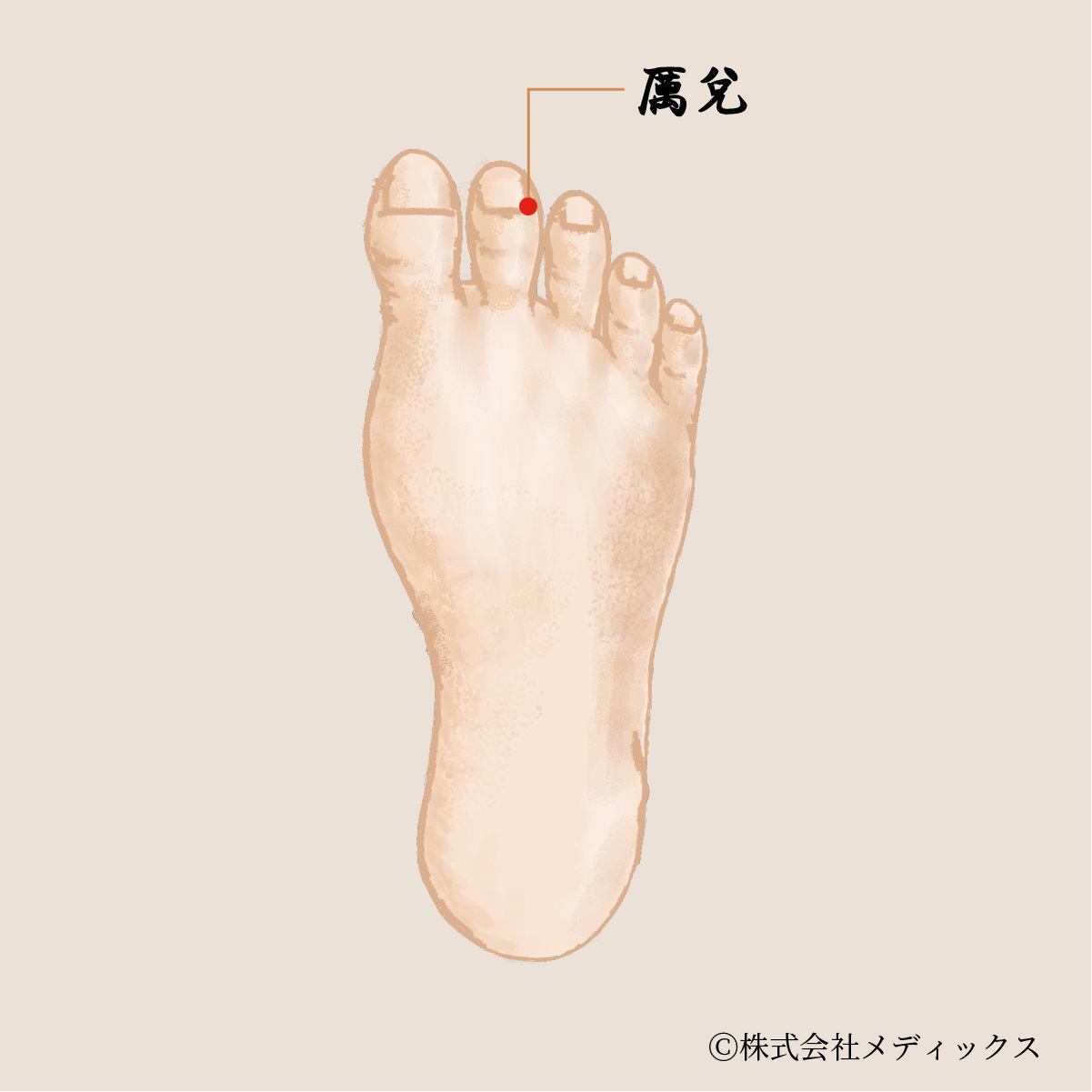 【厲兌】胃腸の調子を整え、顔のむくみを改善する重要なツボ