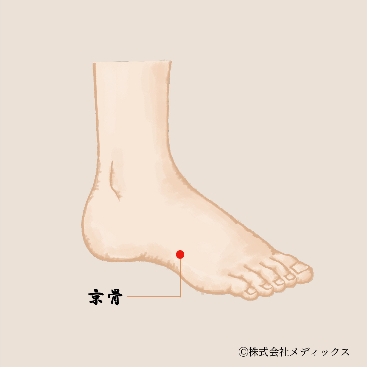 【京骨】目の疲れや頭痛を改善する重要なツボ