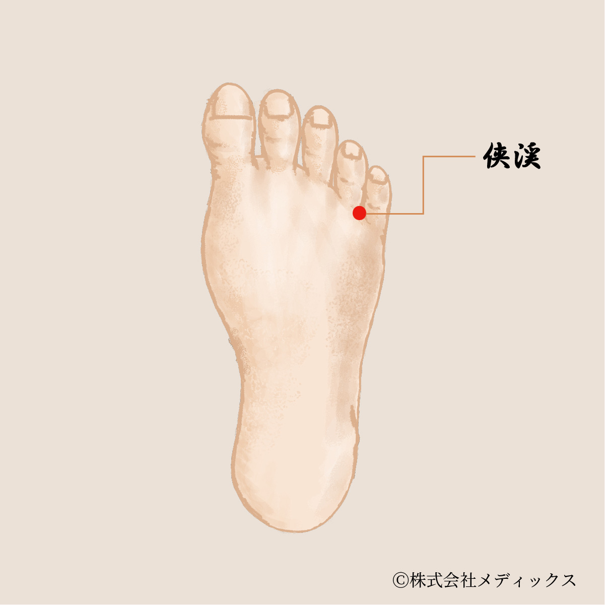 【侠谿】めまいや乗物酔いに効果的なツボ