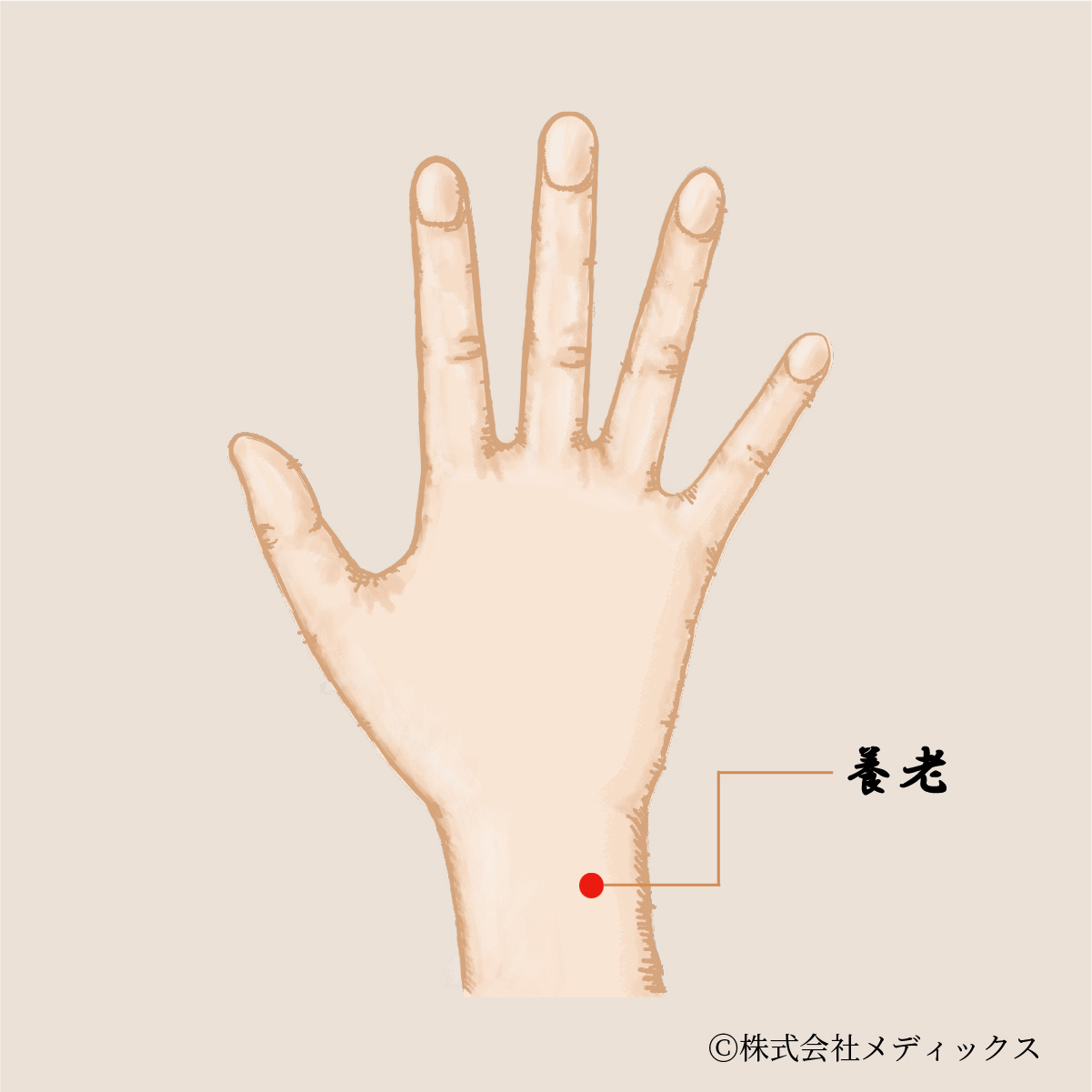 【養老】若返りと健康維持に効果的な重要なツボ