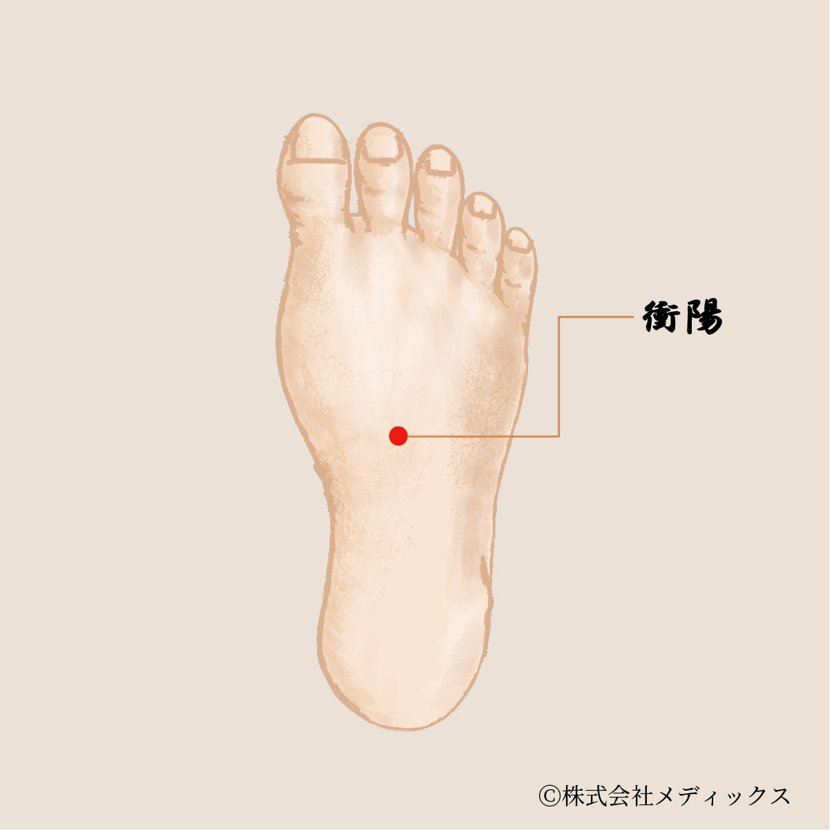 【衝陽】心身のバランスを整える重要なツボ