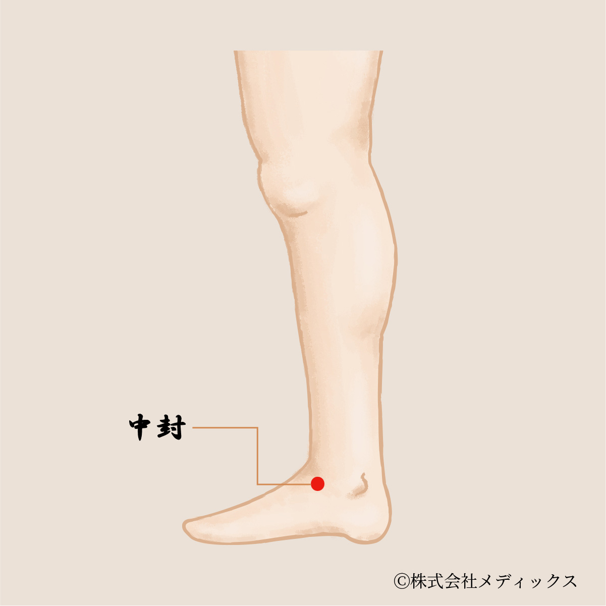 【中封】肝経の気を整える重要なツボ