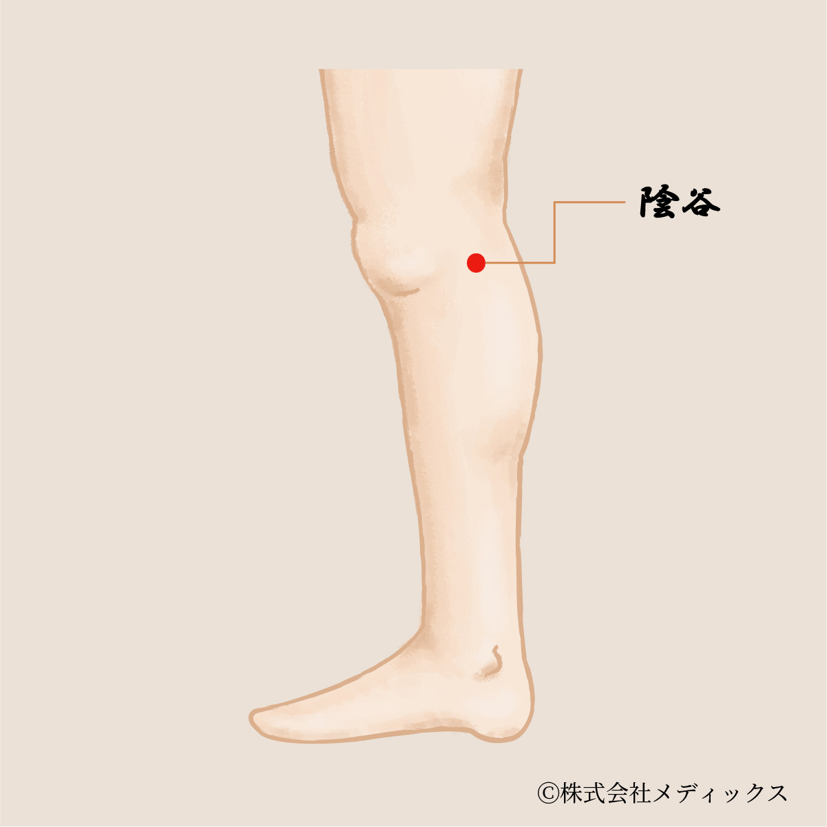 【陰谷】腎臓の働きを整える重要なツボ