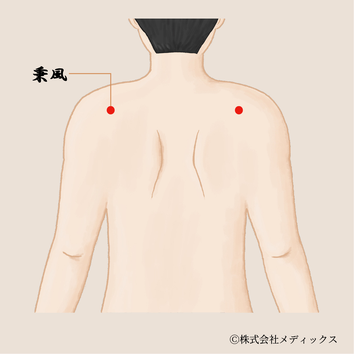 【秉風】肩こりと首の痛みを和らげる重要なツボ