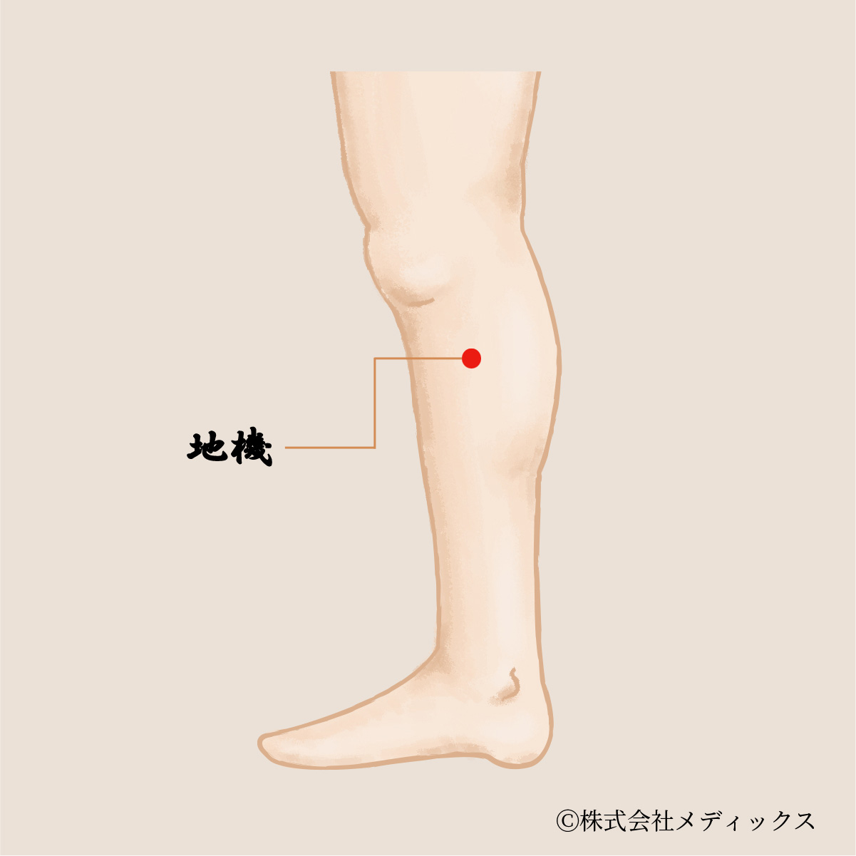 【地機】女性の健康と痛みを改善する重要なツボ