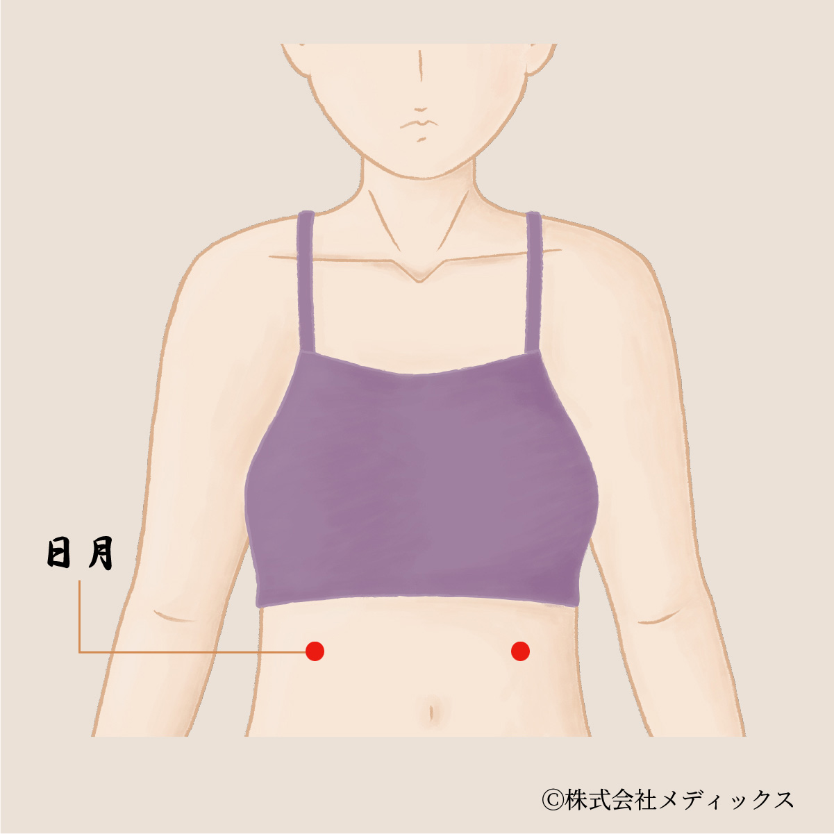 【日月】肝臓・胆のうの働きを整える重要なツボ