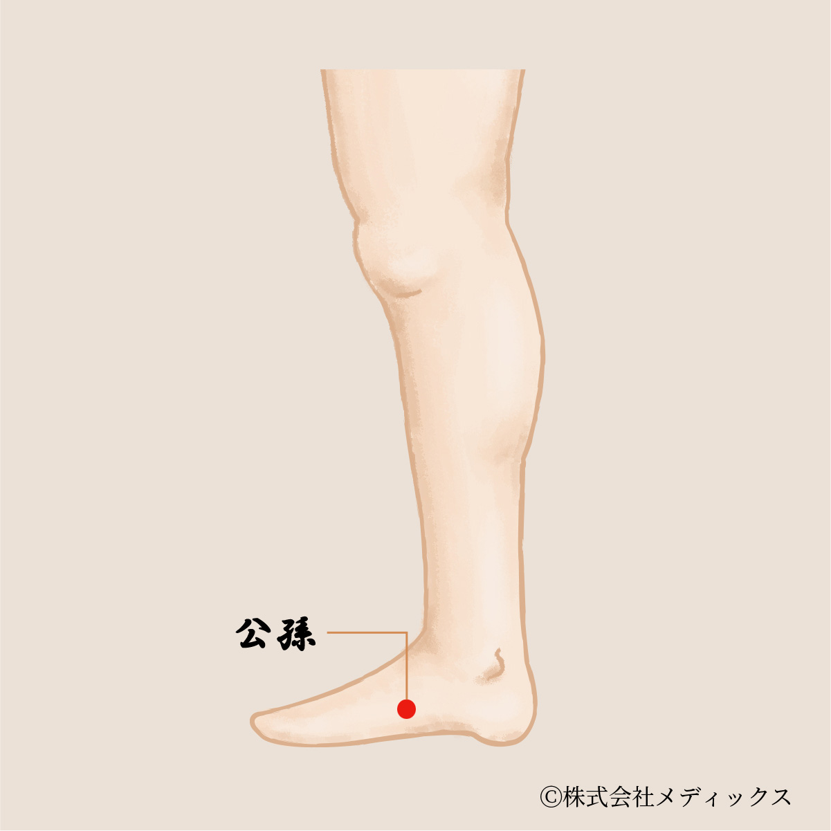 【公孫】胃腸の調子を整え、ストレスを和らげる重要なツボ