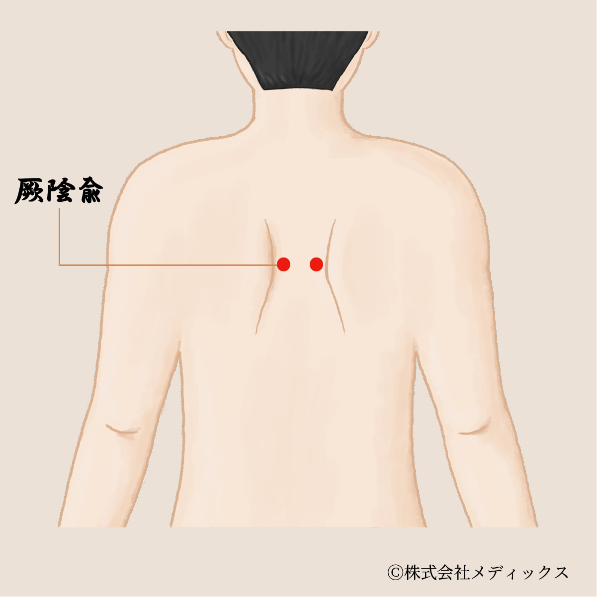 【厥陰兪】心と身体のバランスを整える重要なツボ