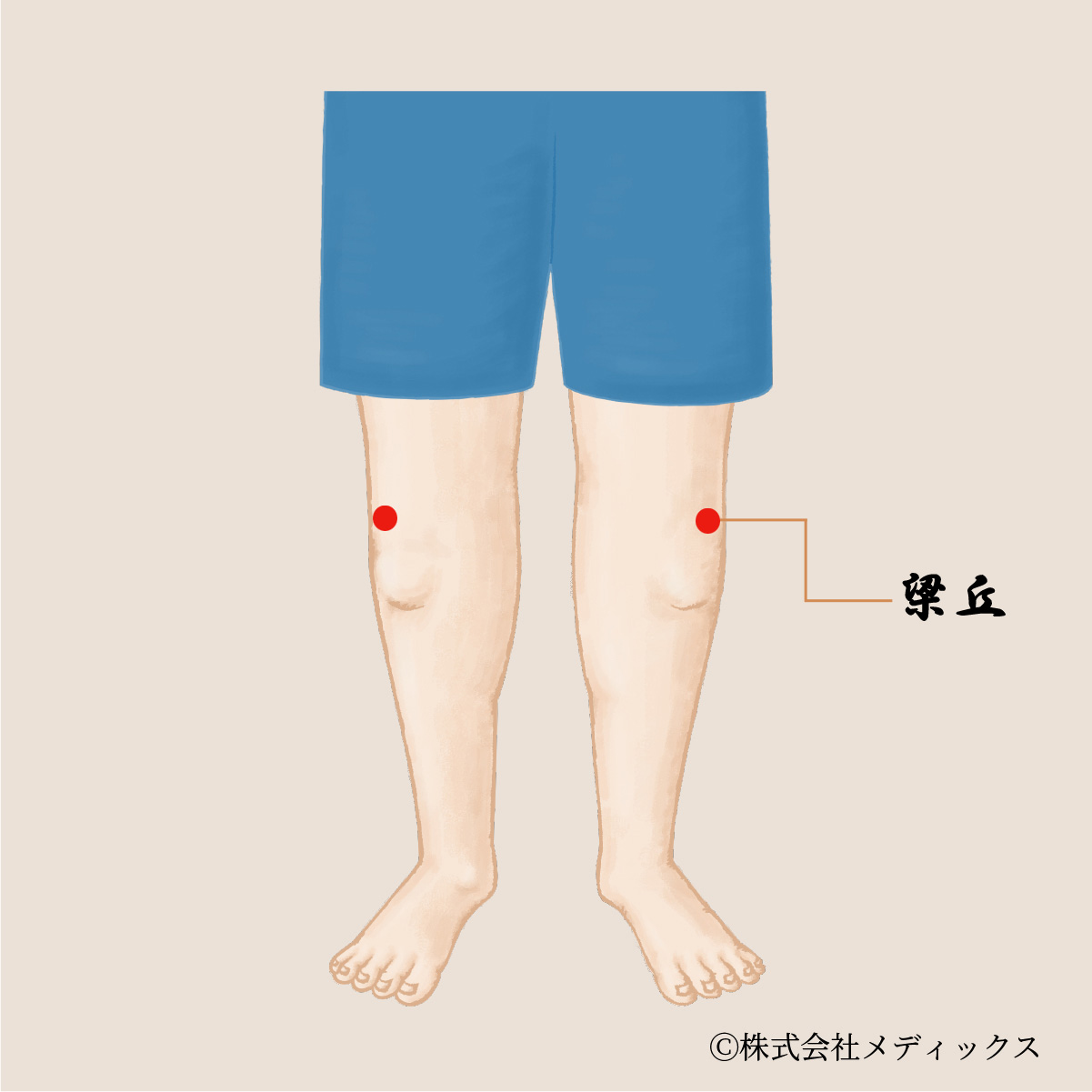 【梁丘】胃腸の調子を整え、膝の痛みも和らげる重要なツボ