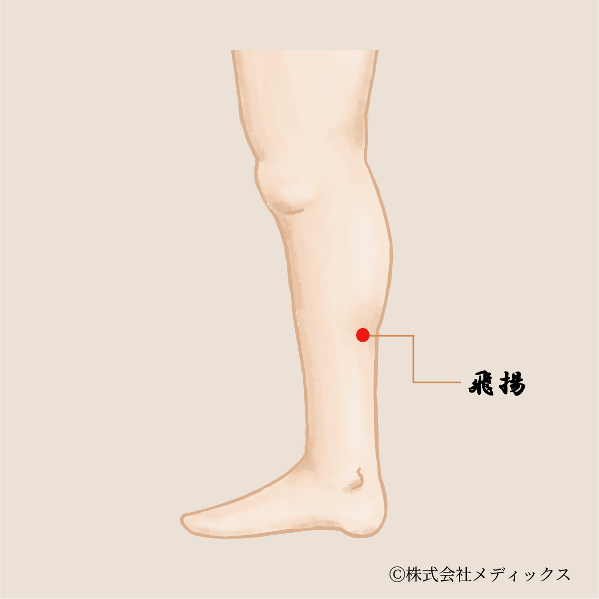 【飛揚】足のむくみやこむら返りを改善する重要なツボ