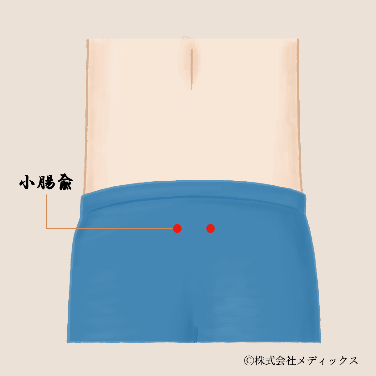 【小腸兪】内臓から運動器まで幅広い効果を持つツボ