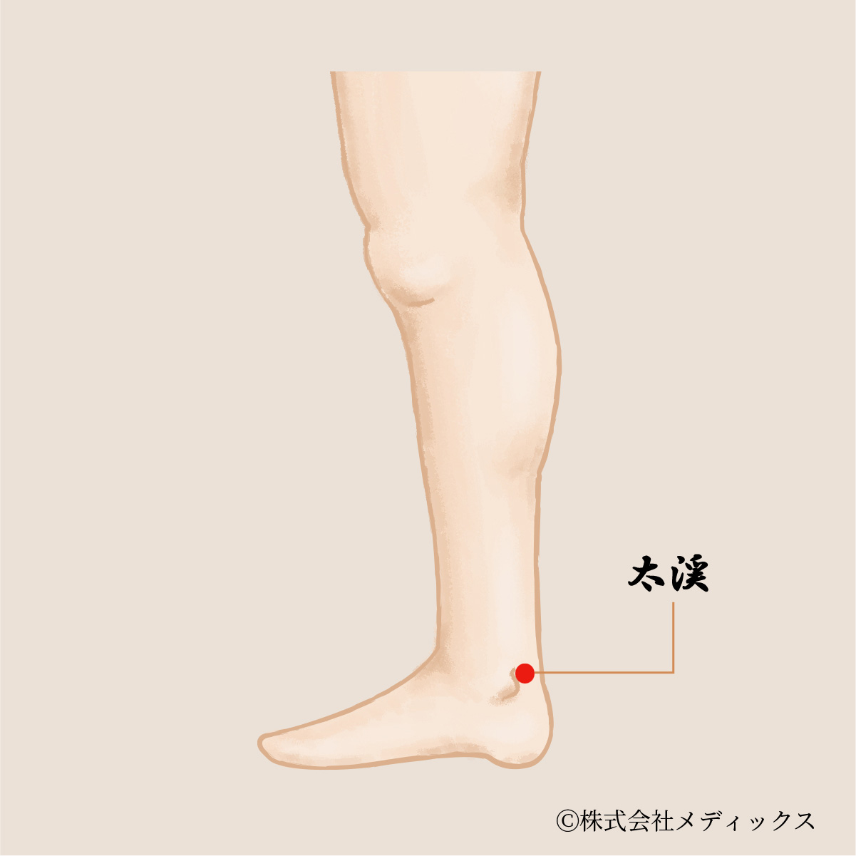 【太渓】耳・喉・生殖器の不調を整える重要なツボ