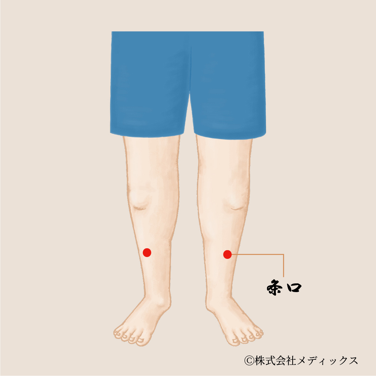 【条口】胃腸の調子を整え、足の痛みを改善する重要なツボ