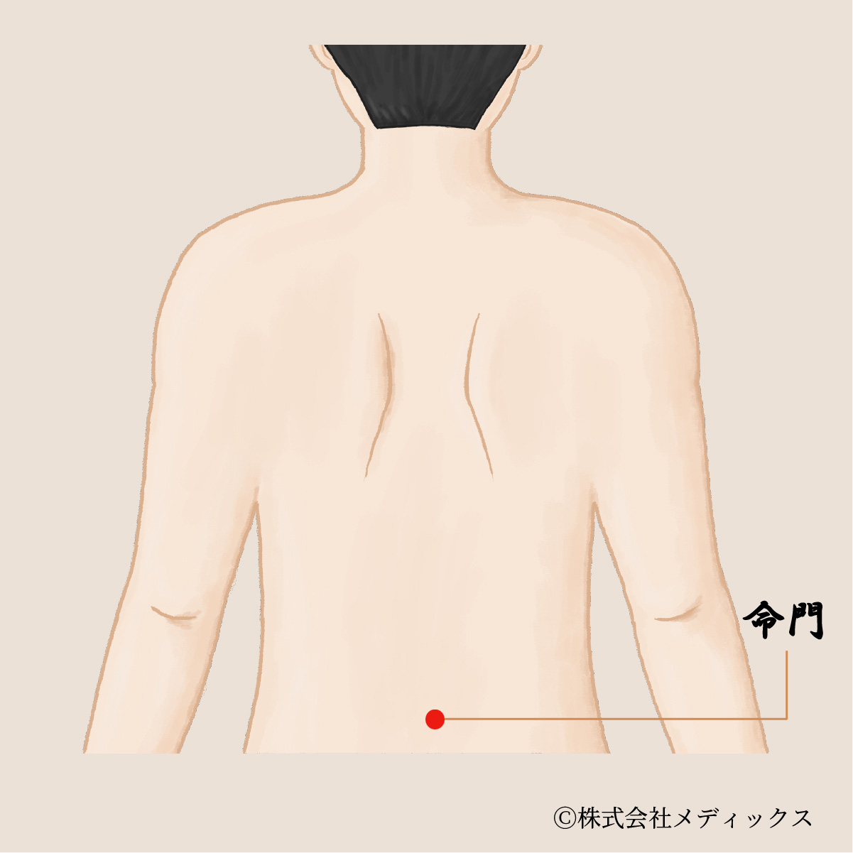 【命門】生命力を高める背中の重要なツボ