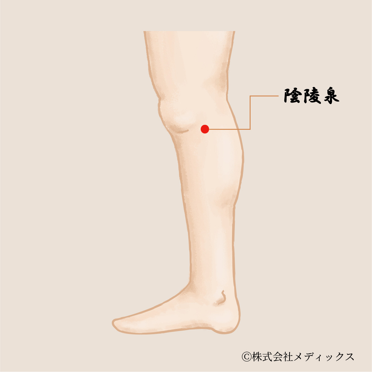 【陰陵泉】膝関節と内臓の働きを整える重要なツボ