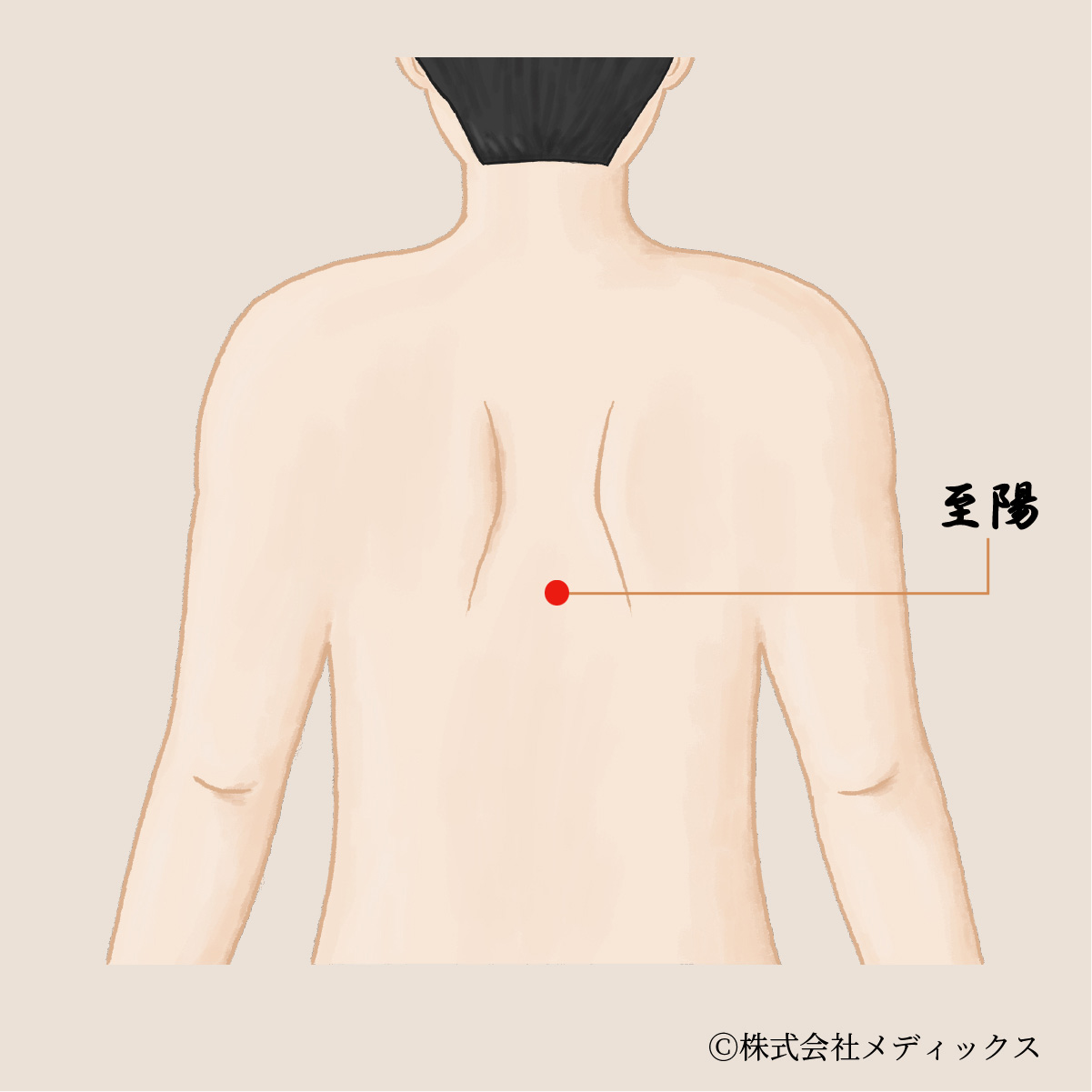 【至陽】呼吸と消化を整える重要なツボ