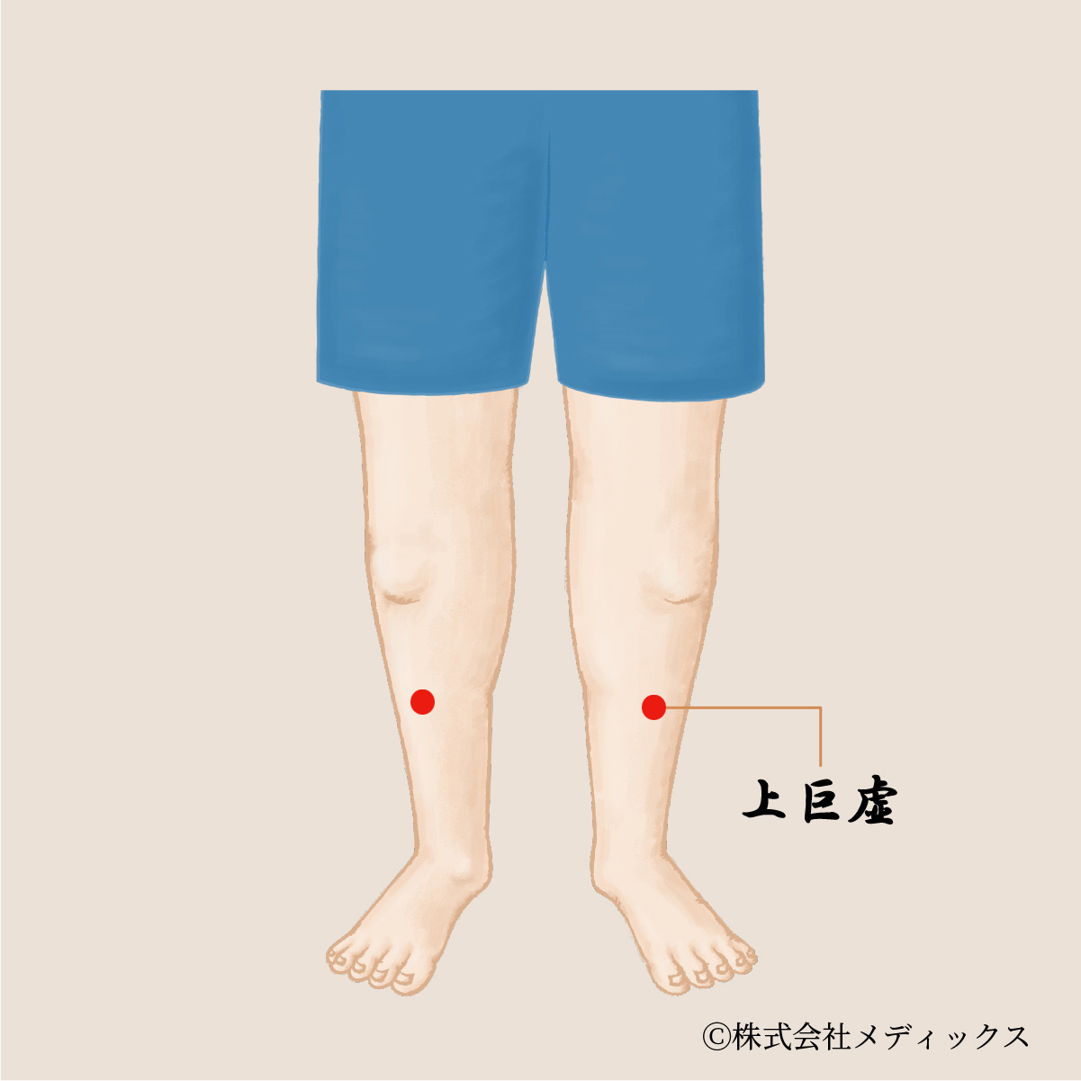 【上巨虚】足のむくみと胃腸の不調を改善する重要なツボ