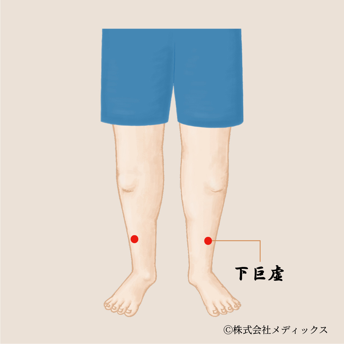 【下巨虚】胃腸の調子を整え、足の不調を改善する重要なツボ