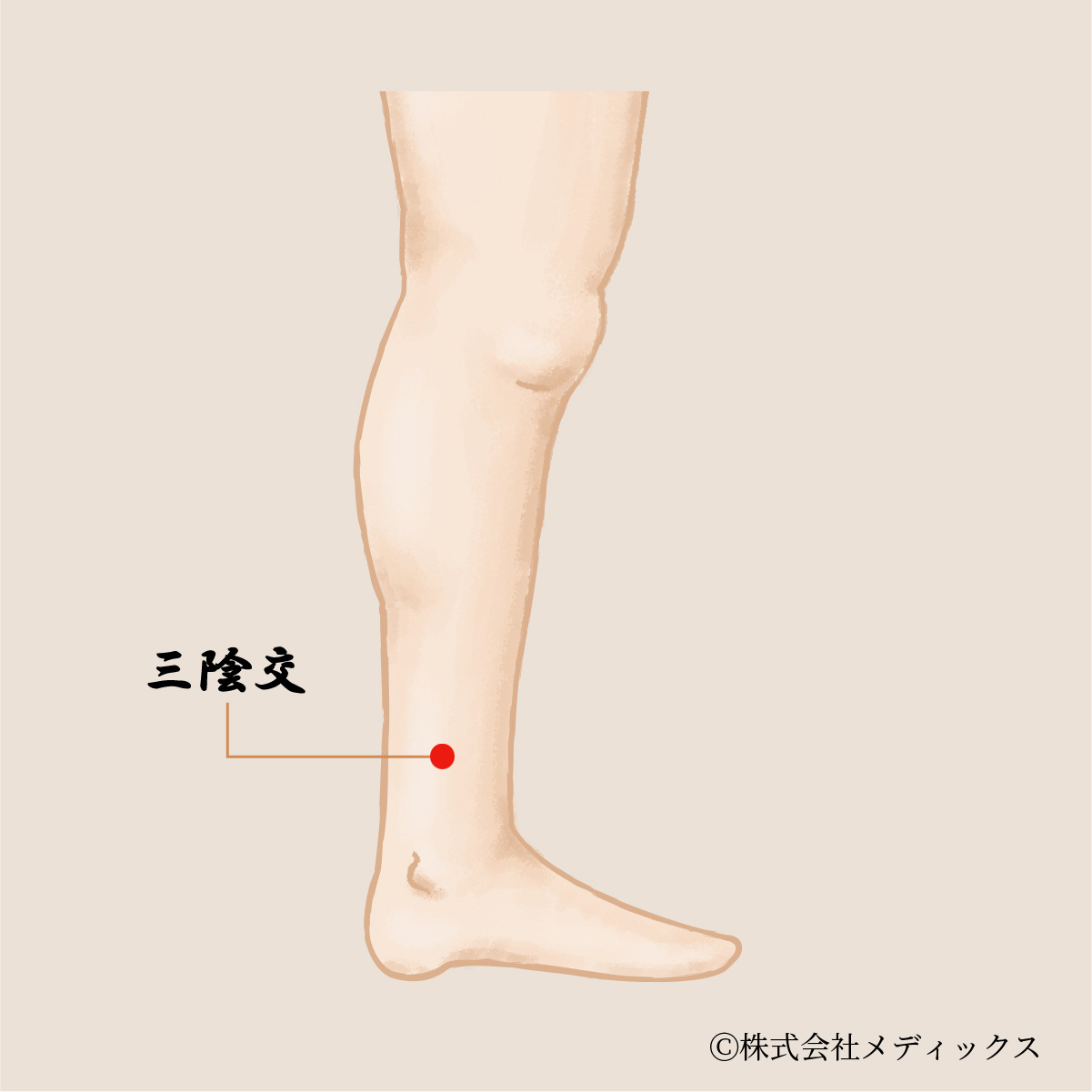 【三陰交】全身のバランスを整える重要なツボ