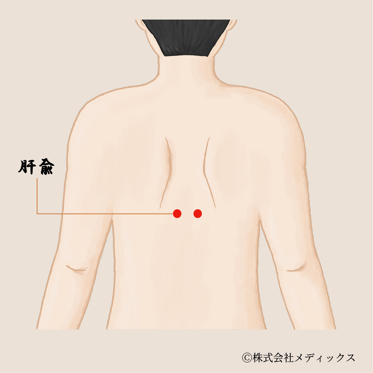 【肝兪】肝臓の働きを整える重要なツボ