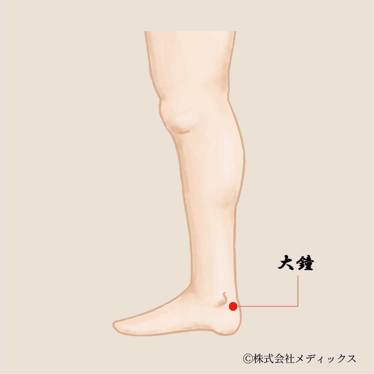 【大鐘】全身の調和をもたらす重要なツボ