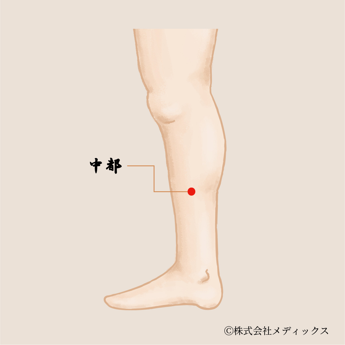 【中都】急性の不調を改善する重要なツボ