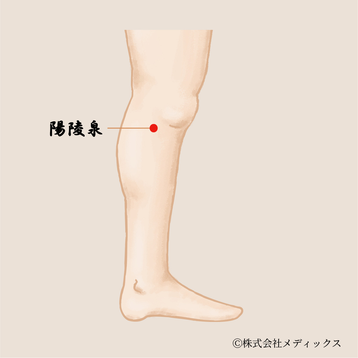 【陽陵泉】膝関節の痛みを和らげる重要なツボ