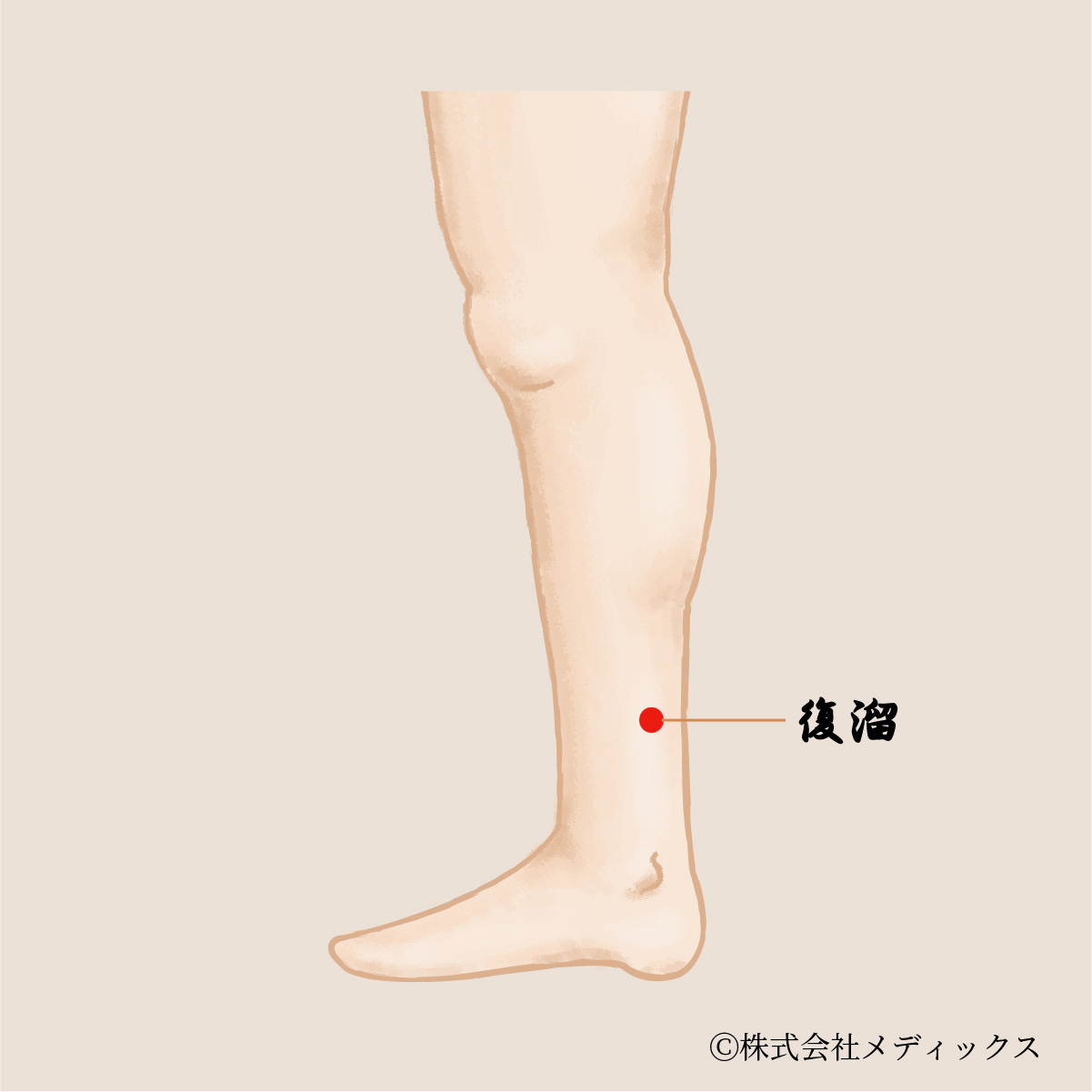 【復溜】腎の精を補う滋養強壮のツボ