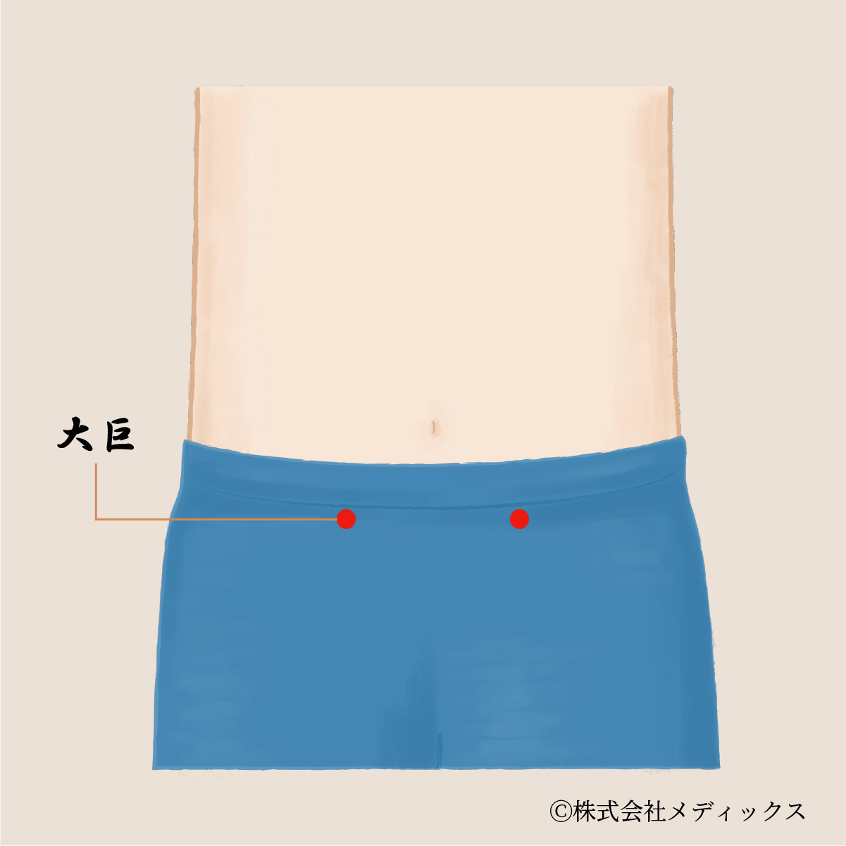 【大巨】腸の働きを整える重要なツボ